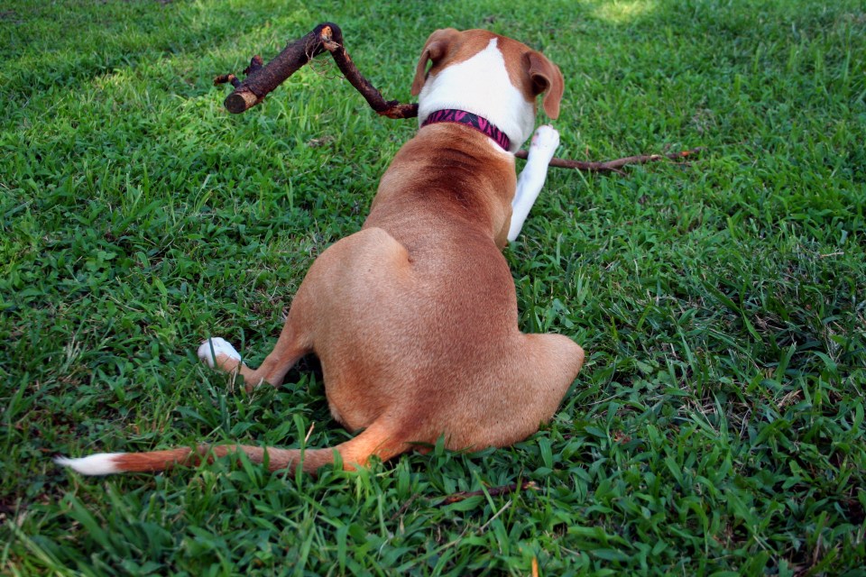 Lux enjoung her stick 2